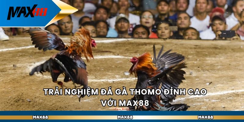 Max88 - Quy Luật Đá Gà Thomo Chuẩn Quốc Tế Ở Nhà Cái Uy Tín - Ảnh 2