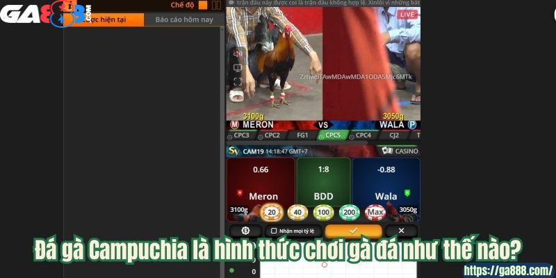 Đá Gà Trực Tuyến Tại GA888 – Những Trận Đấu Kịch Tính Hấp Dẫn Từng Giây - Ảnh 1