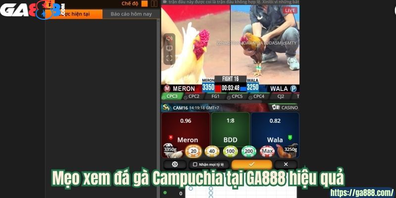 Đá Gà Trực Tuyến Tại GA888 – Những Trận Đấu Kịch Tính Hấp Dẫn Từng Giây - Ảnh 3