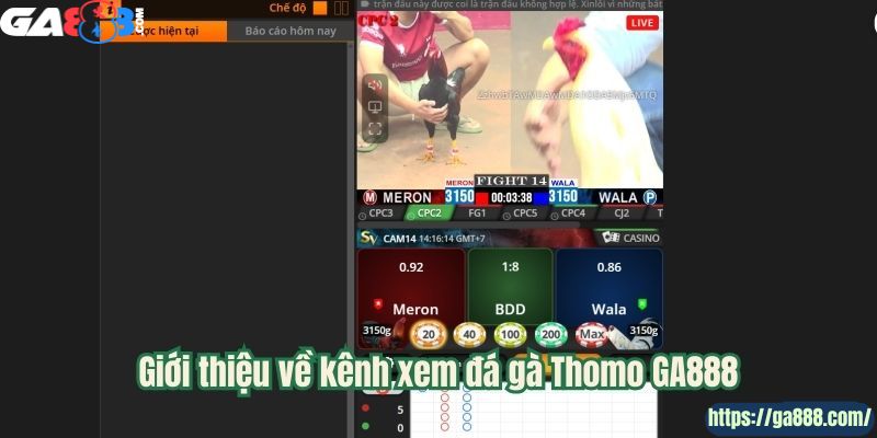 GA888 – Cổng Xem Đá Gà Thomo Uy Tín Hàng Đầu - Ảnh 1