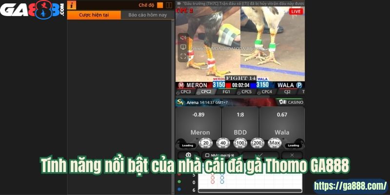 GA888 – Cổng Xem Đá Gà Thomo Uy Tín Hàng Đầu - Ảnh 2