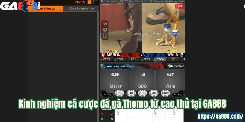 GA888 – Cổng Xem Đá Gà Thomo Uy Tín Hàng Đầu - Ảnh 3