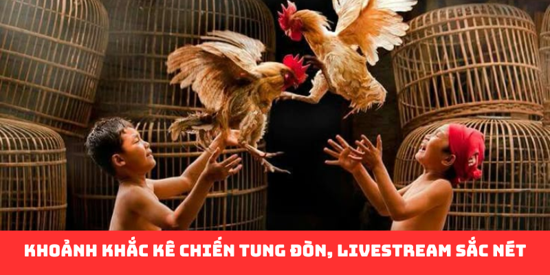 Đá Gà Đòn Thomo Fun88 - Đấu Trường Thắp Sáng Đam Mê Cá Cược - Ảnh 3