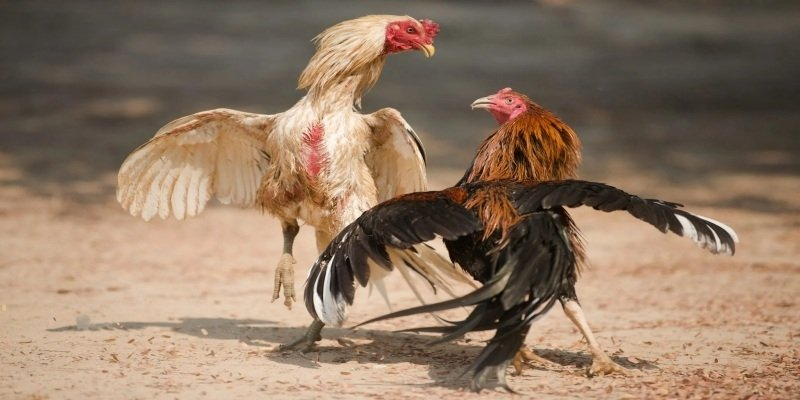 Đá gà Go8 - Nơi tài năng và may mắn cùng nhau thăng hoa - Ảnh 2