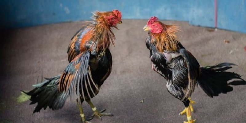Đá gà Go8 - Nơi tài năng và may mắn cùng nhau thăng hoa - Ảnh 3