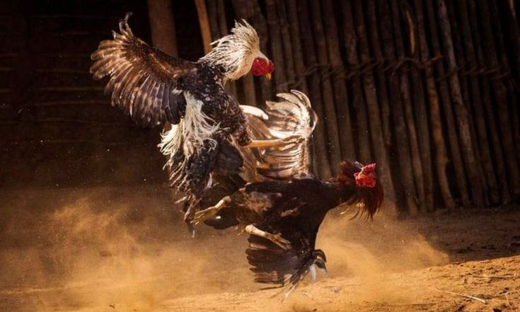Mẹo Soi Kèo Đá Gà Hiệu Quả Cho Người Mới - Ảnh 2