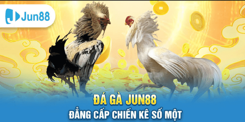 Jun88 Cockfighting – The Ultimate Battle And Immortal Passion