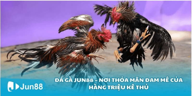 Jun88 Cockfighting – The Ultimate Battle And Immortal Passion - Ảnh 2