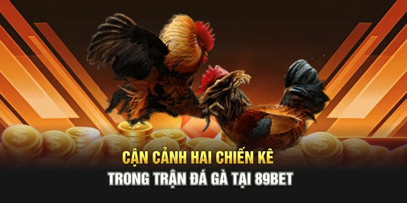 Công thức cược đá gà bất bại – Cược đâu thắng đó, tiền về như nước - Ảnh 3