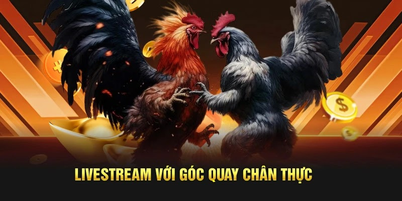 Công thức cược đá gà bất bại – Cược đâu thắng đó, tiền về như nước - Ảnh 5