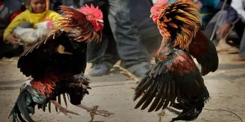 Đ&aacute; G&agrave; Ăn Tiền - Trận Cầu Kinh Điển Tại S&acirc;n Đấu Đẳng Cấp - Ảnh 2