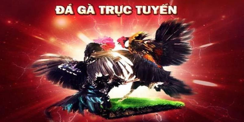 Đá Gà Jun88 - Địa Chỉ Đá Gà Uy Tín Cùng Tỷ Lệ Thưởng Hấp Dẫn - Ảnh 1