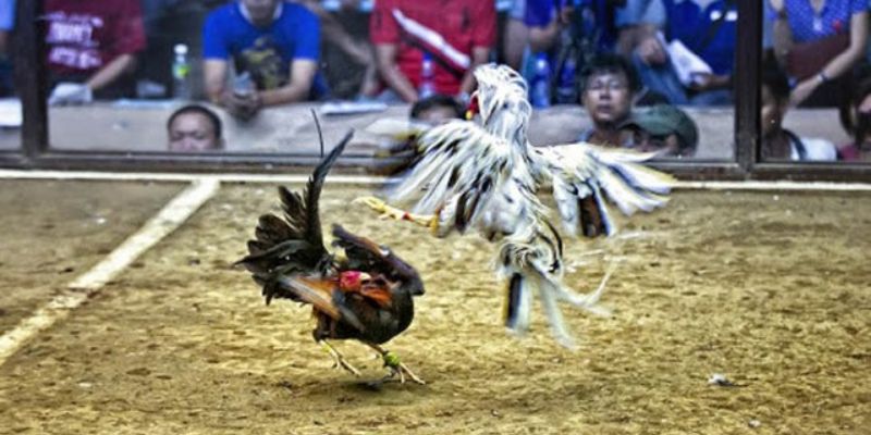 Đá Gà Jun88 - Địa Chỉ Đá Gà Uy Tín Cùng Tỷ Lệ Thưởng Hấp Dẫn - Ảnh 2