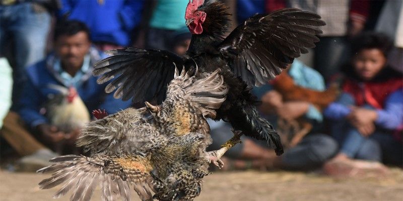 Đá Gà Jun88 - Địa Chỉ Đá Gà Uy Tín Cùng Tỷ Lệ Thưởng Hấp Dẫn - Ảnh 3