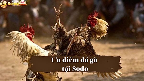 Trải nghiệm đá gà SODO Casino đỉnh cao, rinh thưởng lớn - Ảnh 2