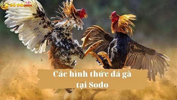 Trải nghiệm đá gà SODO Casino đỉnh cao, rinh thưởng lớn - Ảnh 3