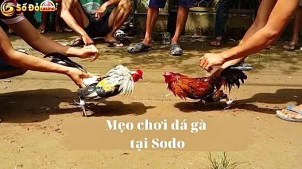 Trải nghiệm đá gà SODO Casino đỉnh cao, rinh thưởng lớn - Ảnh 4