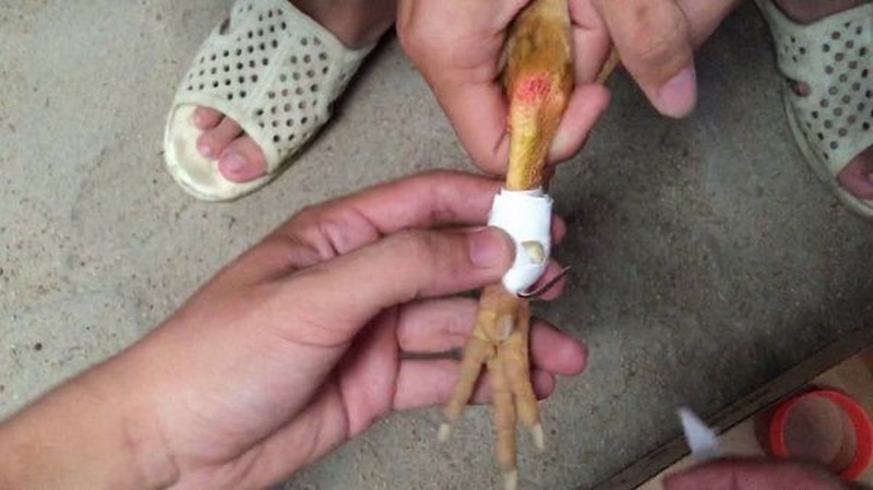 Cách trồng cựa gà đá hay nhất từ chuyên gia lâu năm - Ảnh 2