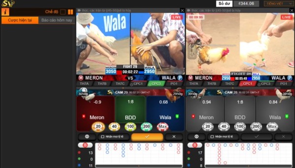 Trực tiếp đá gà thomo và lợi ích khi tham gia đặt cược tại casinomcw - Ảnh 1