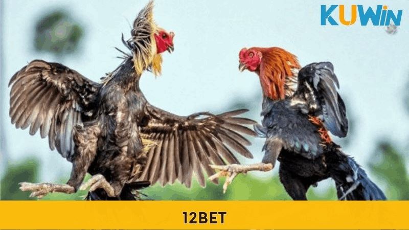 Top Nhà Cái Đá Gà Uy Tín Đem Đến Những Trận Đấu Kịch Tính - Ảnh 1