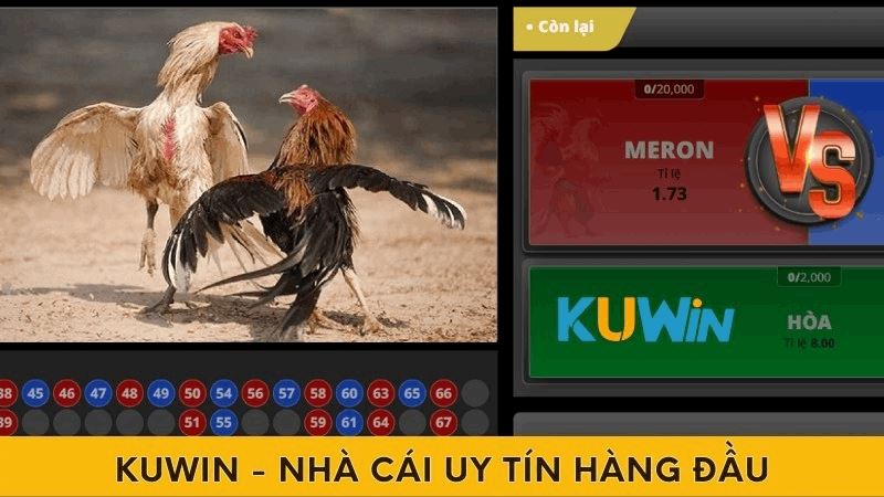 Top Nhà Cái Đá Gà Uy Tín Đem Đến Những Trận Đấu Kịch Tính - Ảnh 2