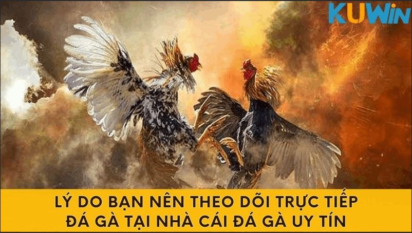 Top Nhà Cái Đá Gà Uy Tín Đem Đến Những Trận Đấu Kịch Tính - Ảnh 3