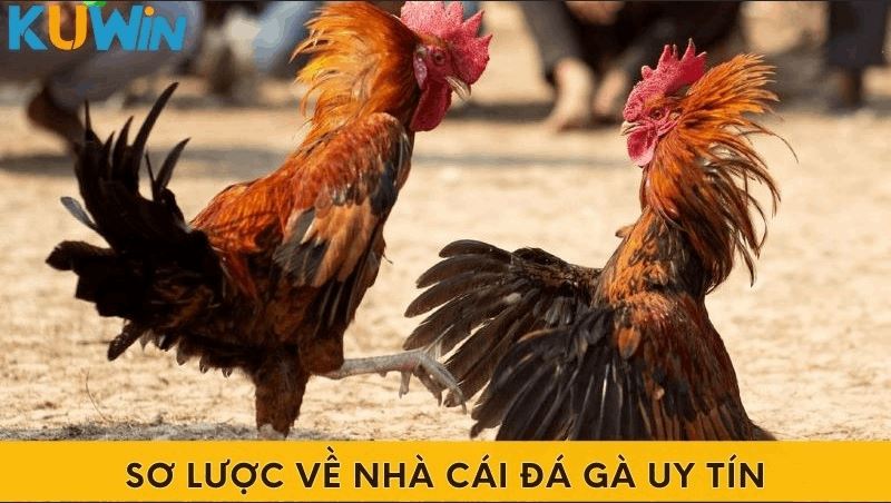 Top Nhà Cái Đá Gà Uy Tín Đem Đến Những Trận Đấu Kịch Tính - Ảnh 4