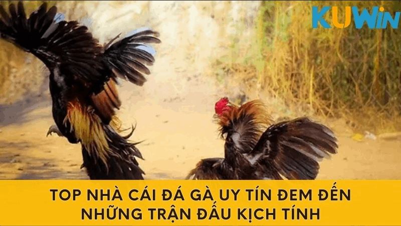 Top Nhà Cái Đá Gà Uy Tín Đem Đến Những Trận Đấu Kịch Tính - Ảnh 5