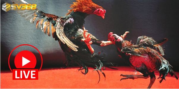 Đá Gà Trực Tuyến SV368 – Sân Chơi Hấp Dẫn Dành Cho Cao Thủ Đá Gà - Ảnh 1
