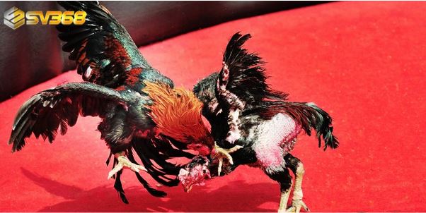 Đá Gà Trực Tuyến SV368 – Sân Chơi Hấp Dẫn Dành Cho Cao Thủ Đá Gà - Ảnh 2