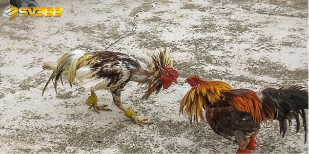 Đá Gà Trực Tuyến SV368 – Sân Chơi Hấp Dẫn Dành Cho Cao Thủ Đá Gà - Ảnh 3