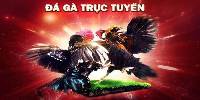 Đá Gà Jun88 - Địa Chỉ Đá Gà Uy Tín Cùng Tỷ Lệ Thưởng Hấp Dẫn